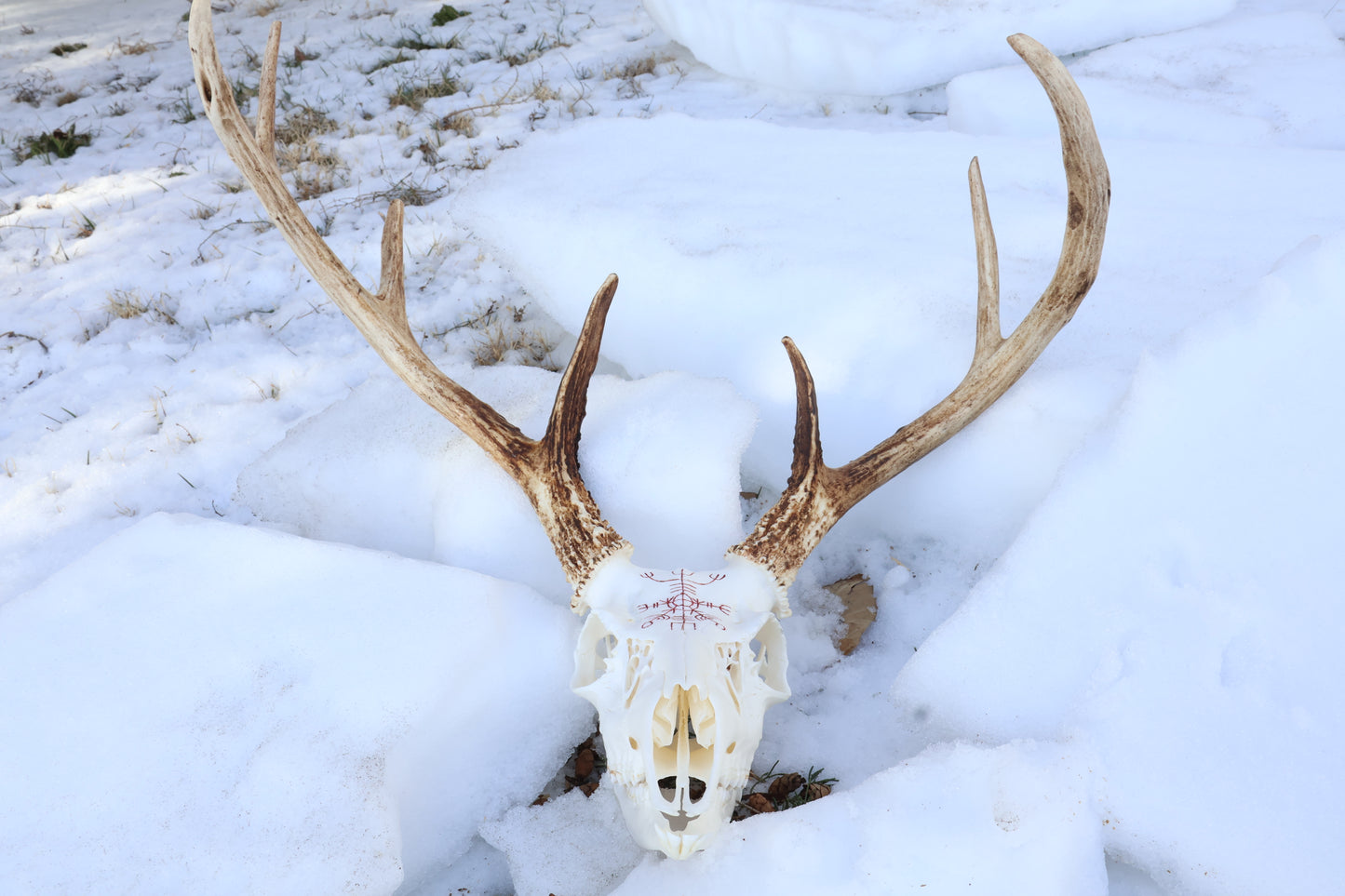 Eikþyrnirböfði Whitetail Deer Skull