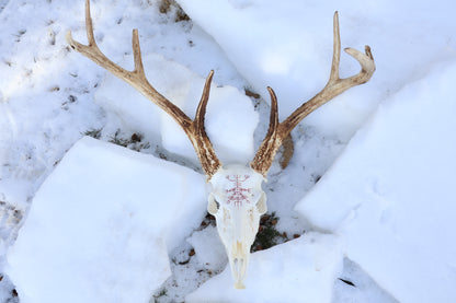 Eikþyrnirböfði Whitetail Deer Skull