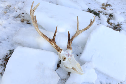Eikþyrnirböfði Whitetail Deer Skull