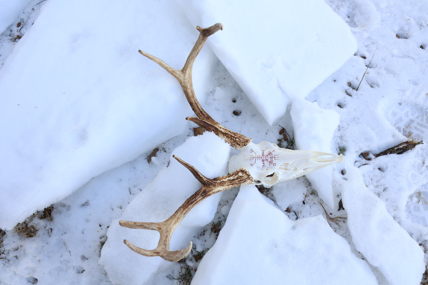 Eikþyrnirböfði Whitetail Deer Skull
