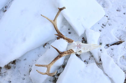 Eikþyrnirböfði Whitetail Deer Skull