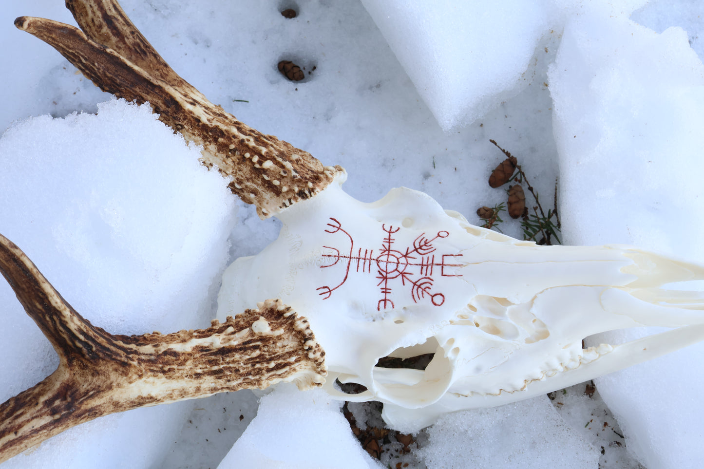 Eikþyrnirböfði Whitetail Deer Skull