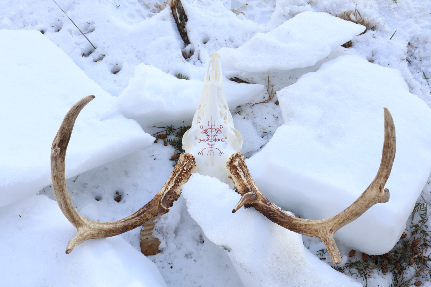 Eikþyrnirböfði Whitetail Deer Skull