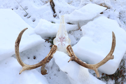 Eikþyrnirböfði Whitetail Deer Skull