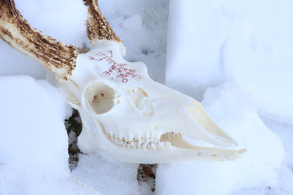Eikþyrnirböfði Whitetail Deer Skull