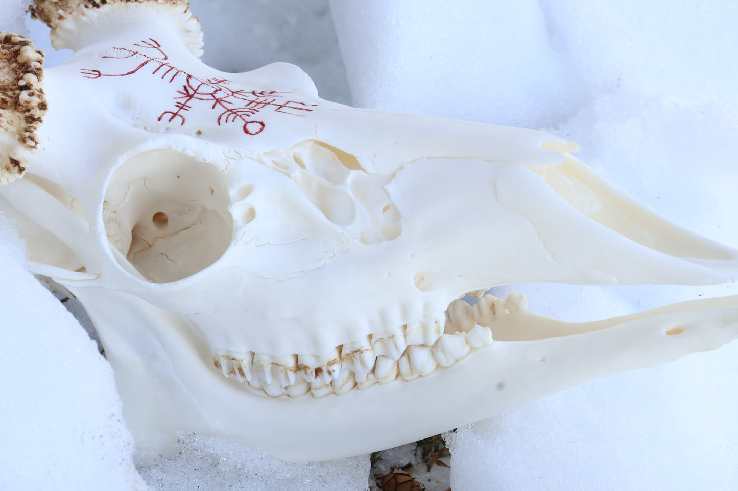 Eikþyrnirböfði Whitetail Deer Skull