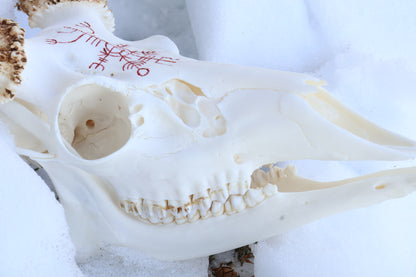 Eikþyrnirböfði Whitetail Deer Skull