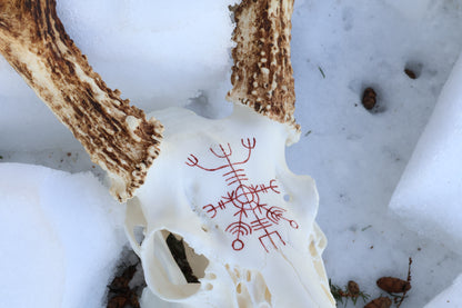 Eikþyrnirböfði Whitetail Deer Skull