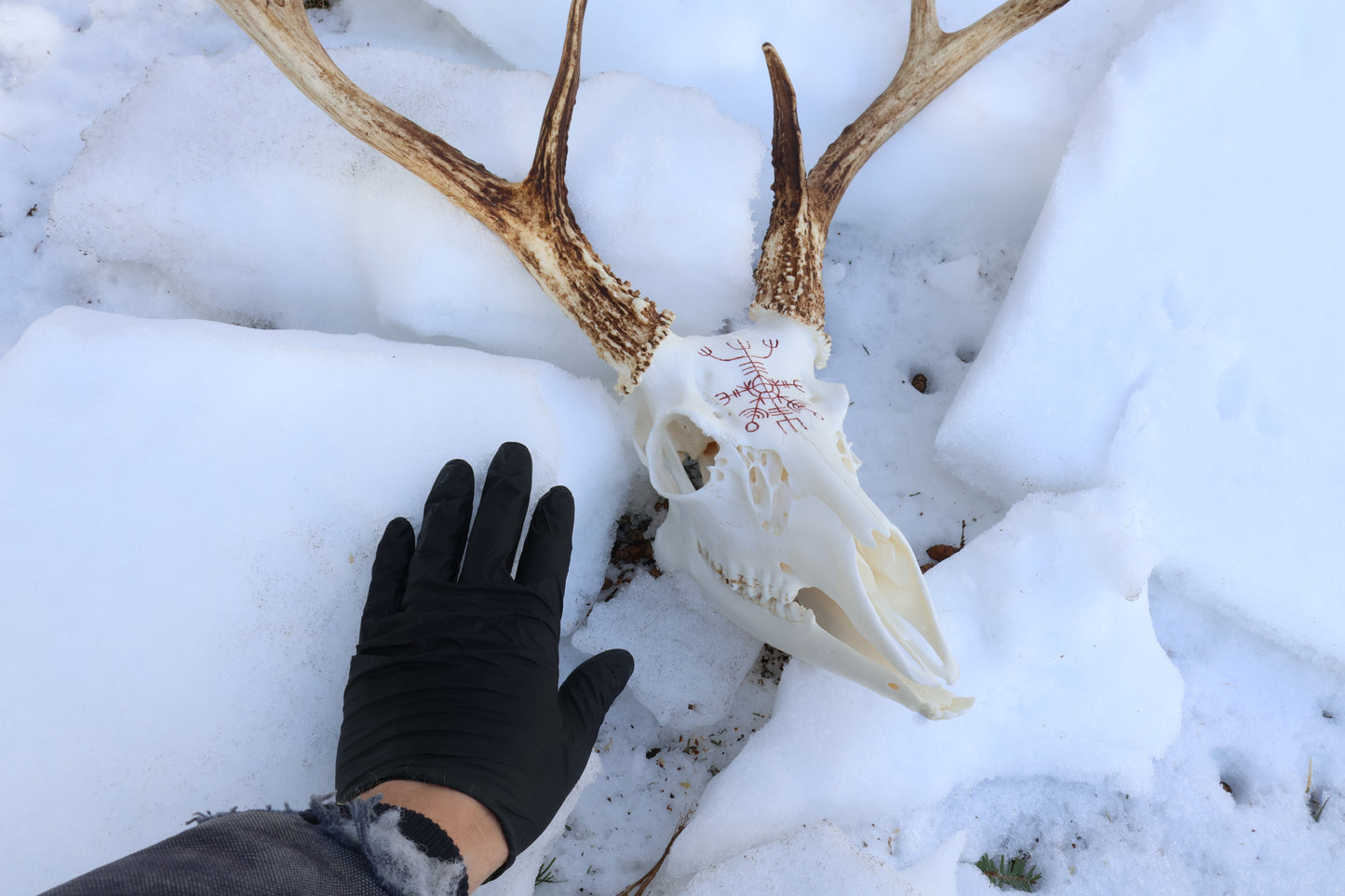 Eikþyrnirböfði Whitetail Deer Skull