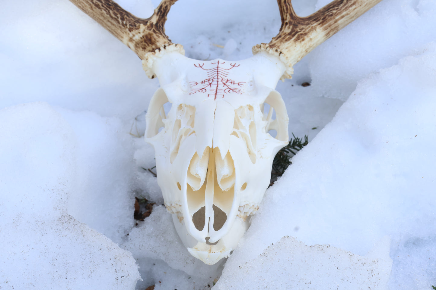 Reserved for Erin - Eikþyrnirböfði Whitetail Deer Skull
