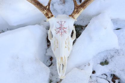 Reserved for Erin - Eikþyrnirböfði Whitetail Deer Skull