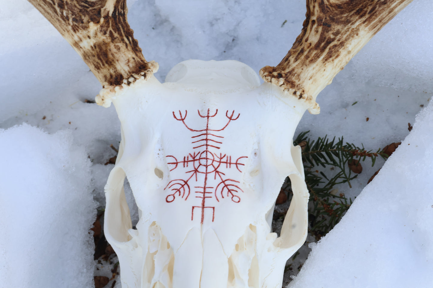 Reserved for Erin - Eikþyrnirböfði Whitetail Deer Skull