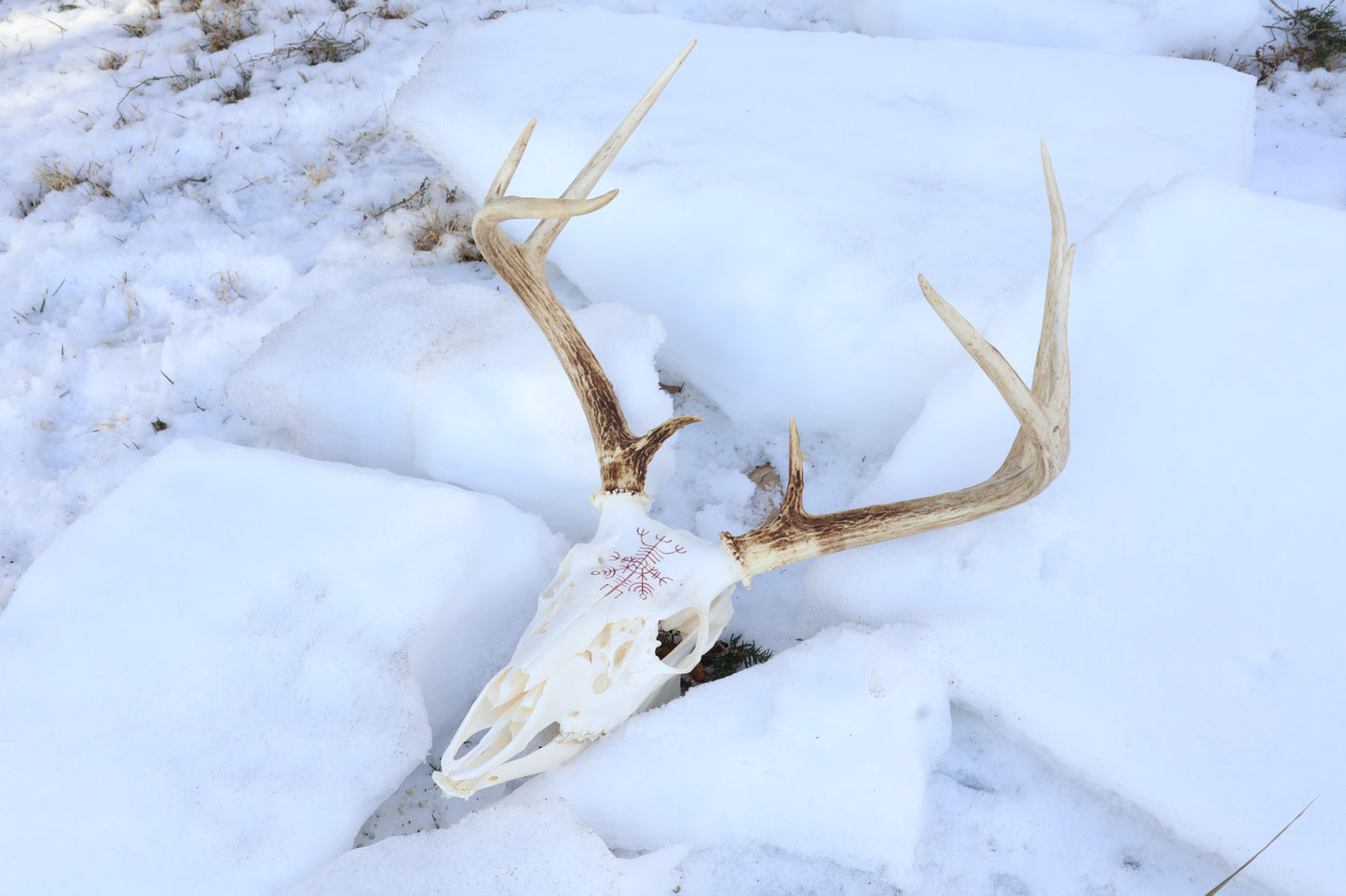 Reserved for Erin - Eikþyrnirböfði Whitetail Deer Skull