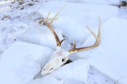 Reserved for Erin - Eikþyrnirböfði Whitetail Deer Skull