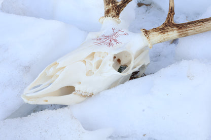 Reserved for Erin - Eikþyrnirböfði Whitetail Deer Skull