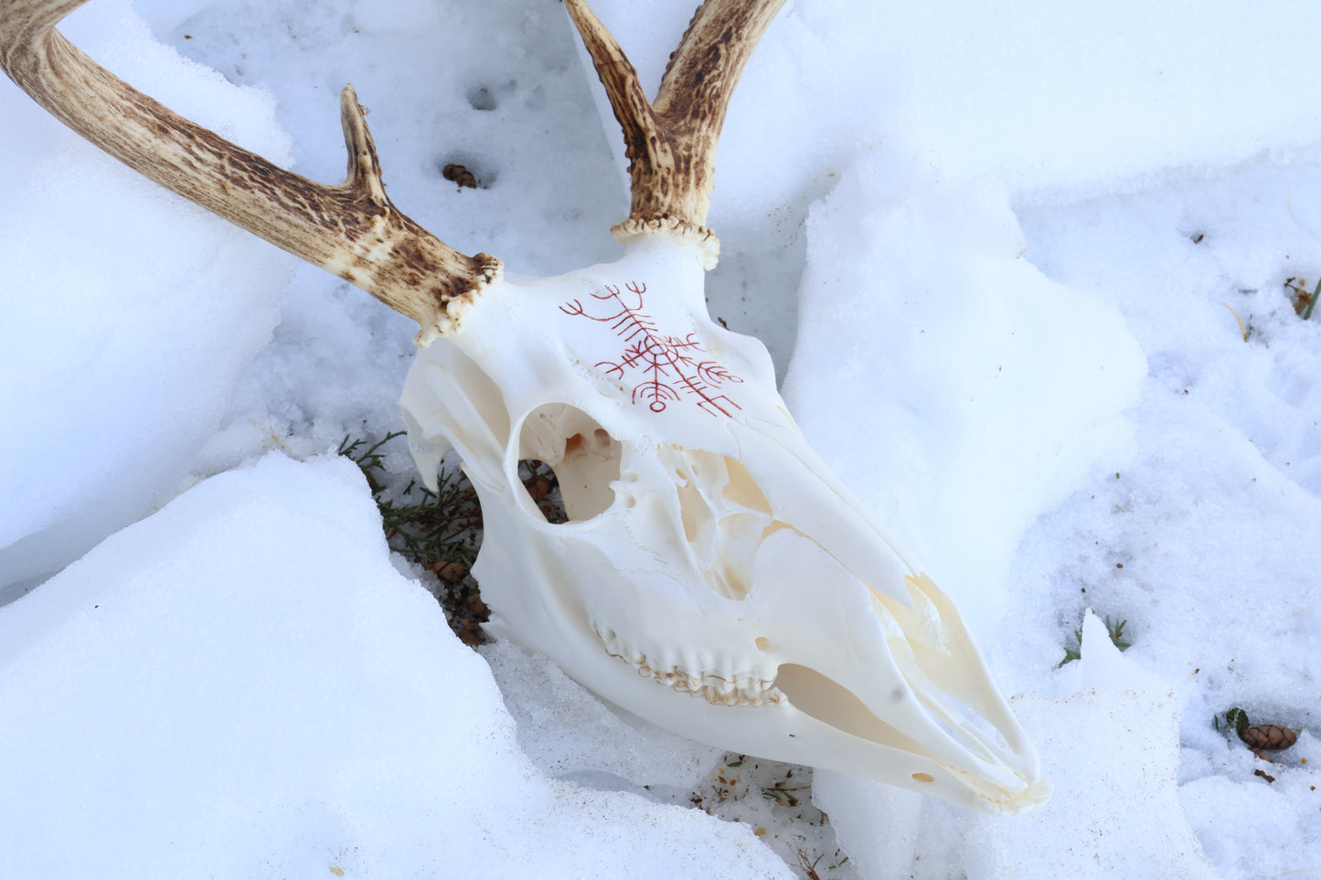Reserved for Erin - Eikþyrnirböfði Whitetail Deer Skull