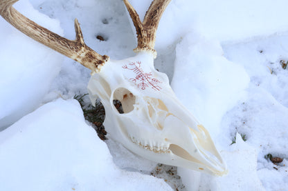 Reserved for Erin - Eikþyrnirböfði Whitetail Deer Skull