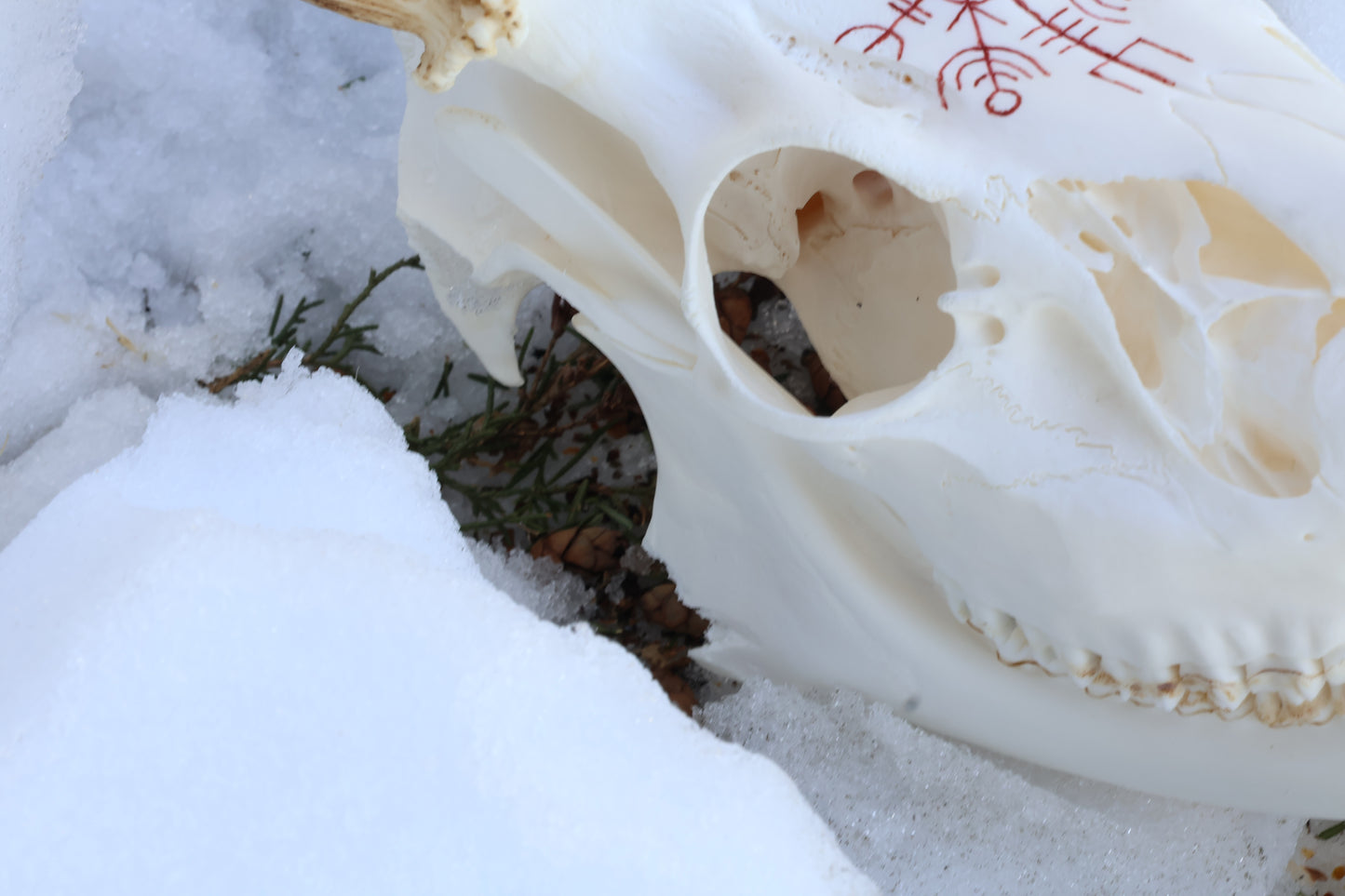 Reserved for Erin - Eikþyrnirböfði Whitetail Deer Skull