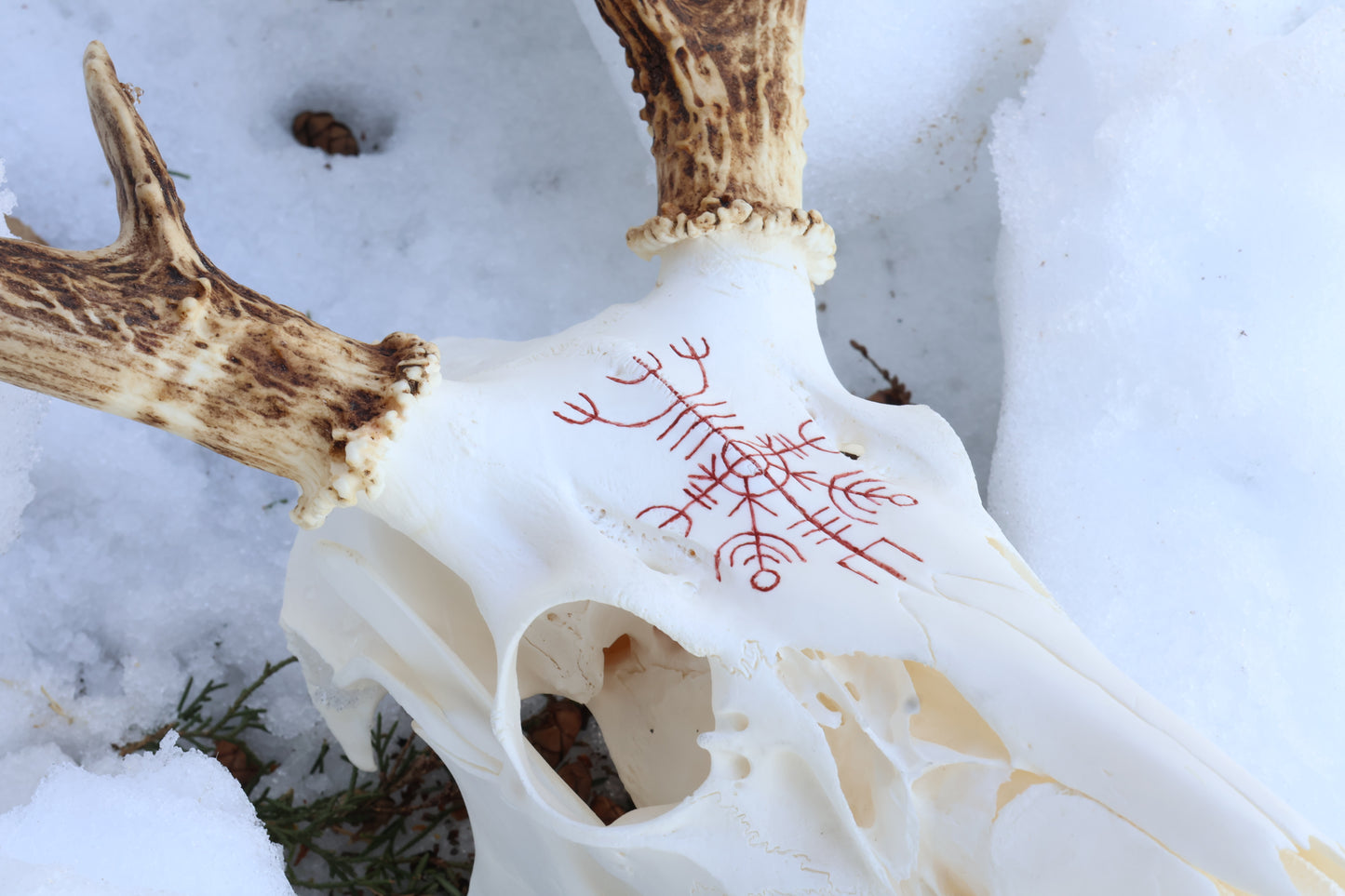 Reserved for Erin - Eikþyrnirböfði Whitetail Deer Skull