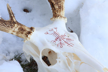 Reserved for Erin - Eikþyrnirböfði Whitetail Deer Skull