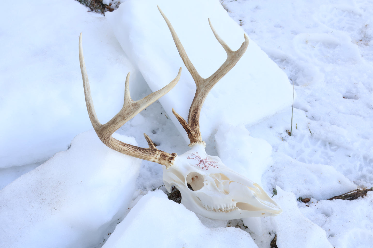 Reserved for Erin - Eikþyrnirböfði Whitetail Deer Skull