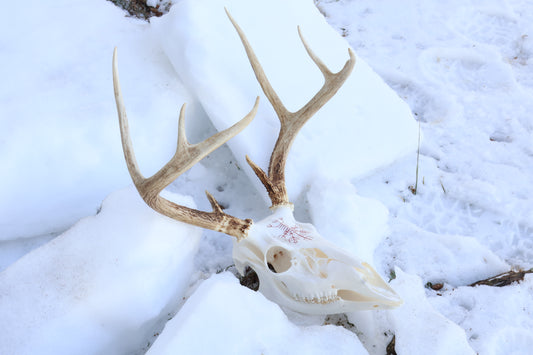 Reserved for Erin - Eikþyrnirböfði Whitetail Deer Skull