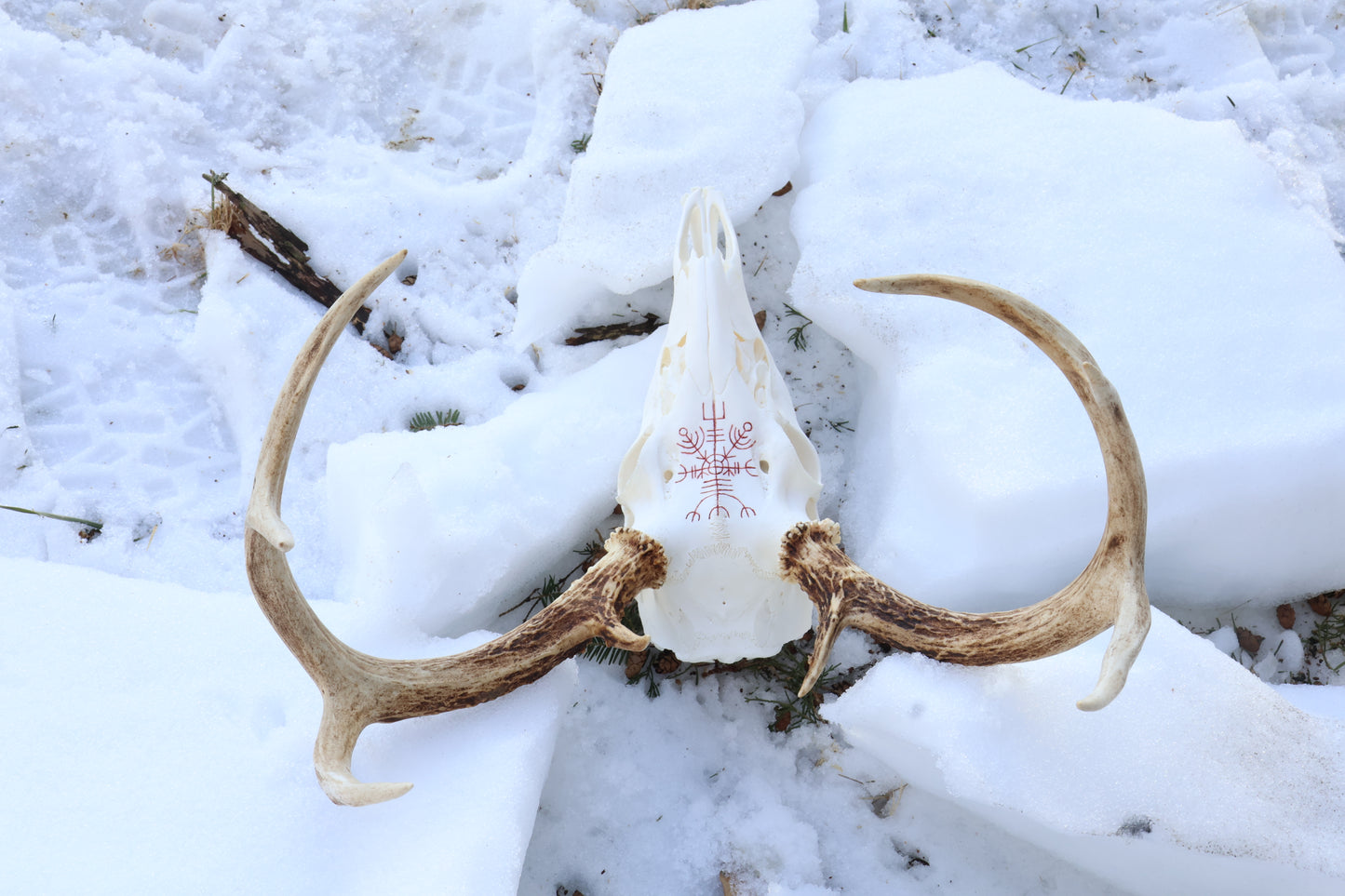 Reserved for Erin - Eikþyrnirböfði Whitetail Deer Skull