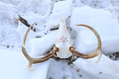 Reserved for Erin - Eikþyrnirböfði Whitetail Deer Skull