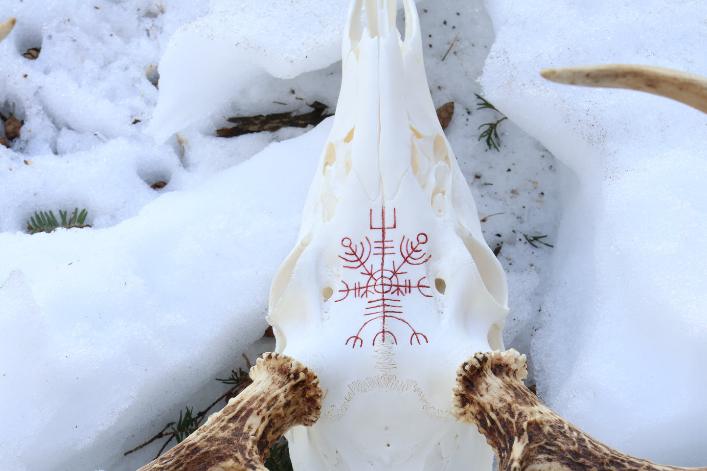 Reserved for Erin - Eikþyrnirböfði Whitetail Deer Skull