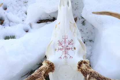 Reserved for Erin - Eikþyrnirböfði Whitetail Deer Skull