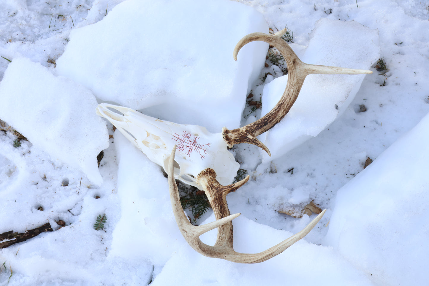 Reserved for Erin - Eikþyrnirböfði Whitetail Deer Skull