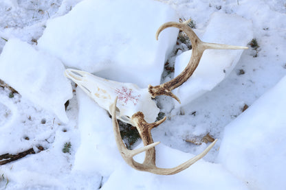 Reserved for Erin - Eikþyrnirböfði Whitetail Deer Skull