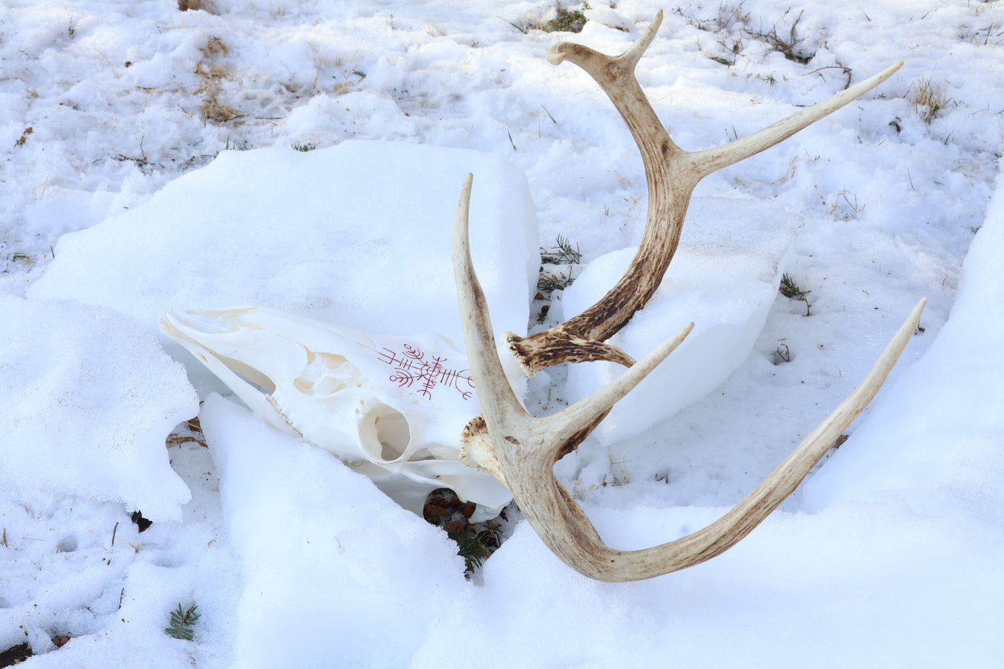 Reserved for Erin - Eikþyrnirböfði Whitetail Deer Skull