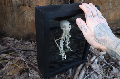 Kitten's Cradle