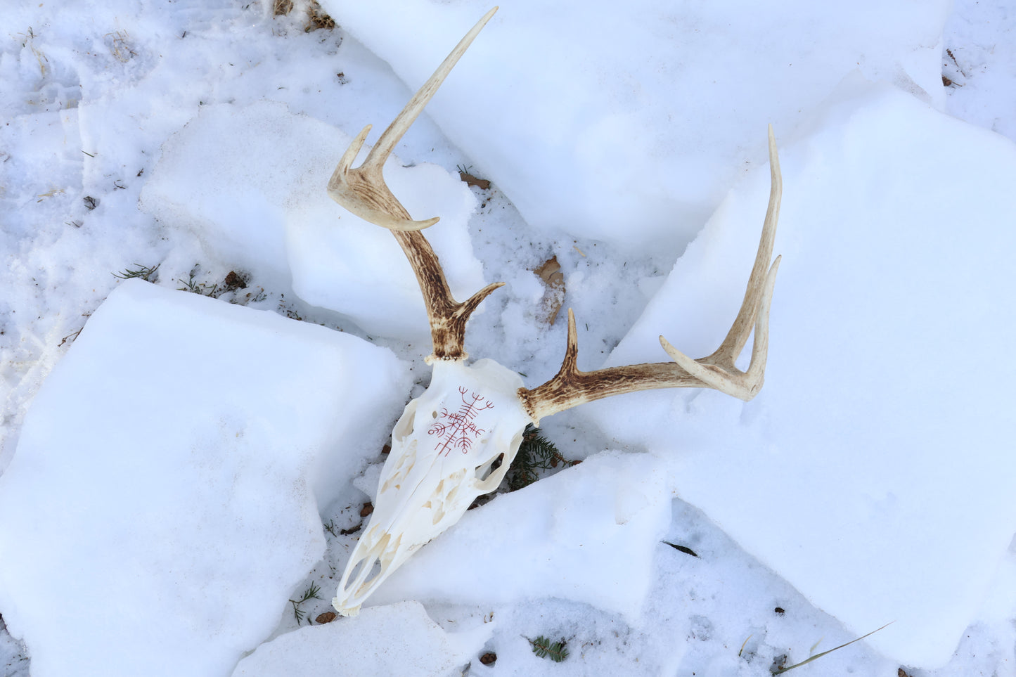 Reserved for Erin - Eikþyrnirböfði Whitetail Deer Skull