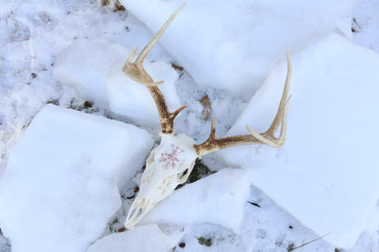 Reserved for Erin - Eikþyrnirböfði Whitetail Deer Skull