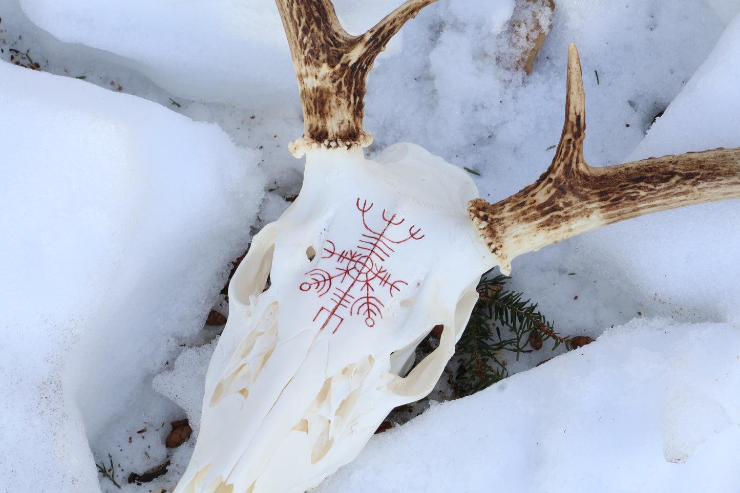 Reserved for Erin - Eikþyrnirböfði Whitetail Deer Skull