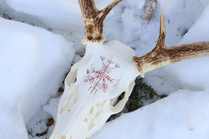 Reserved for Erin - Eikþyrnirböfði Whitetail Deer Skull