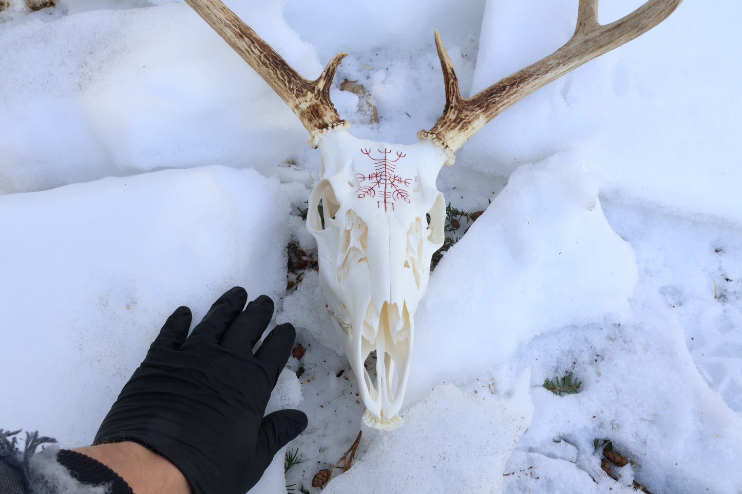 Reserved for Erin - Eikþyrnirböfði Whitetail Deer Skull