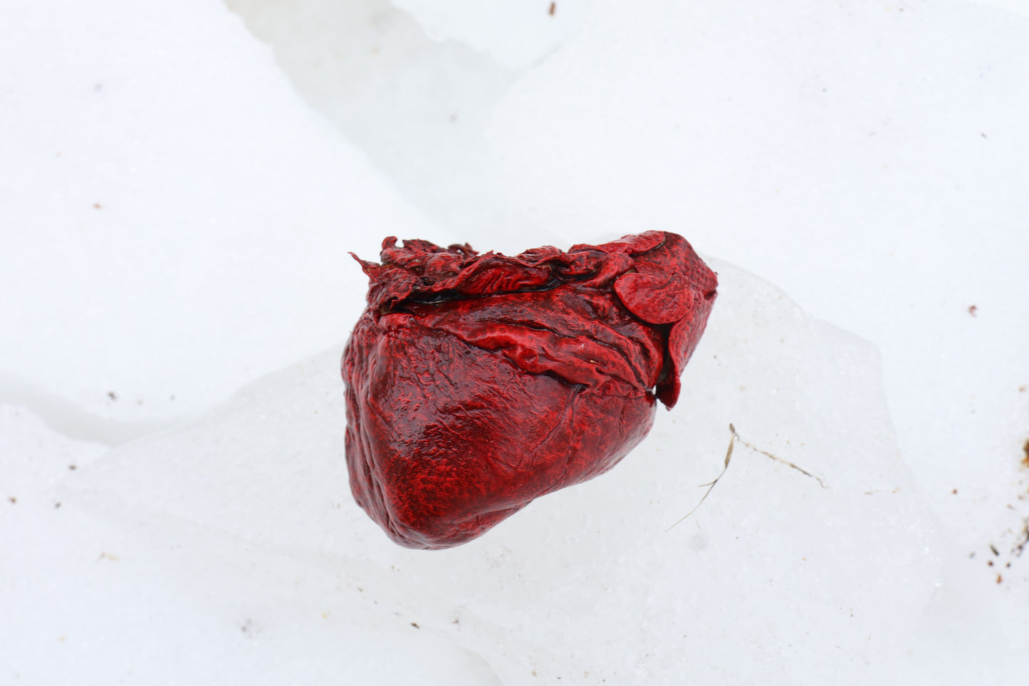 Dry Preserved Wolf Heart