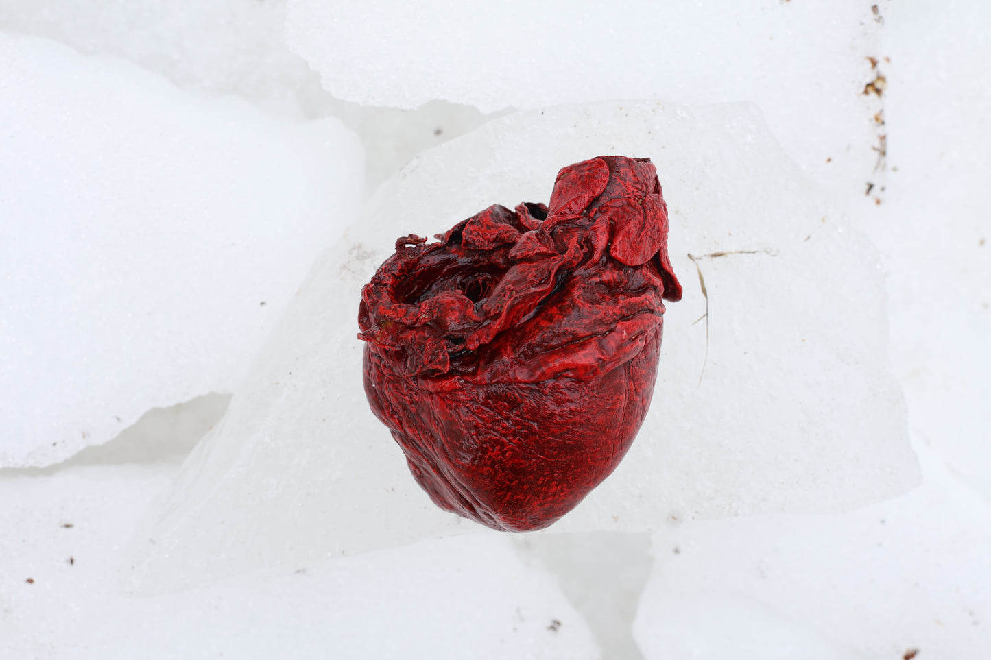 Dry Preserved Wolf Heart