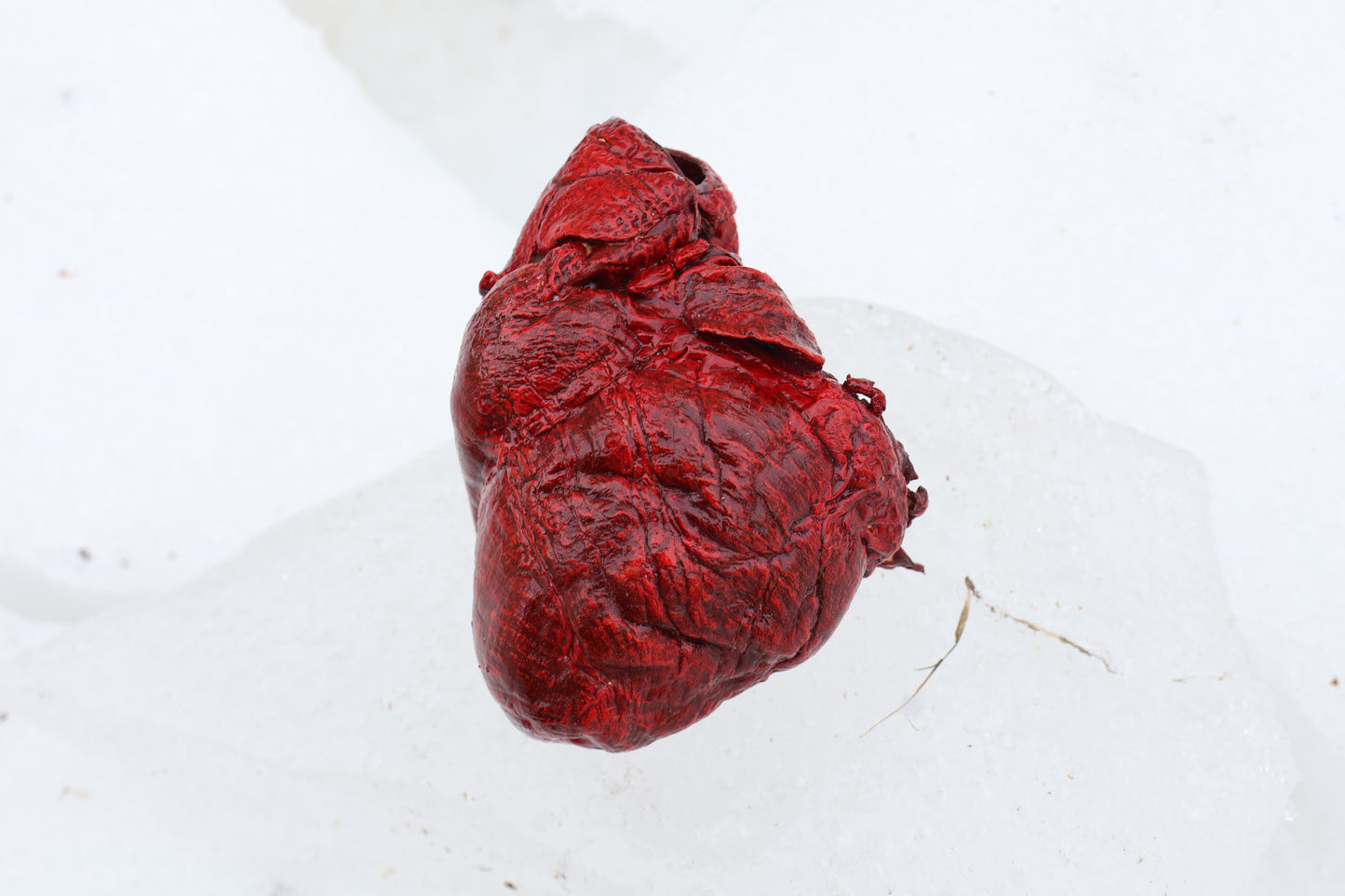 Dry Preserved Wolf Heart