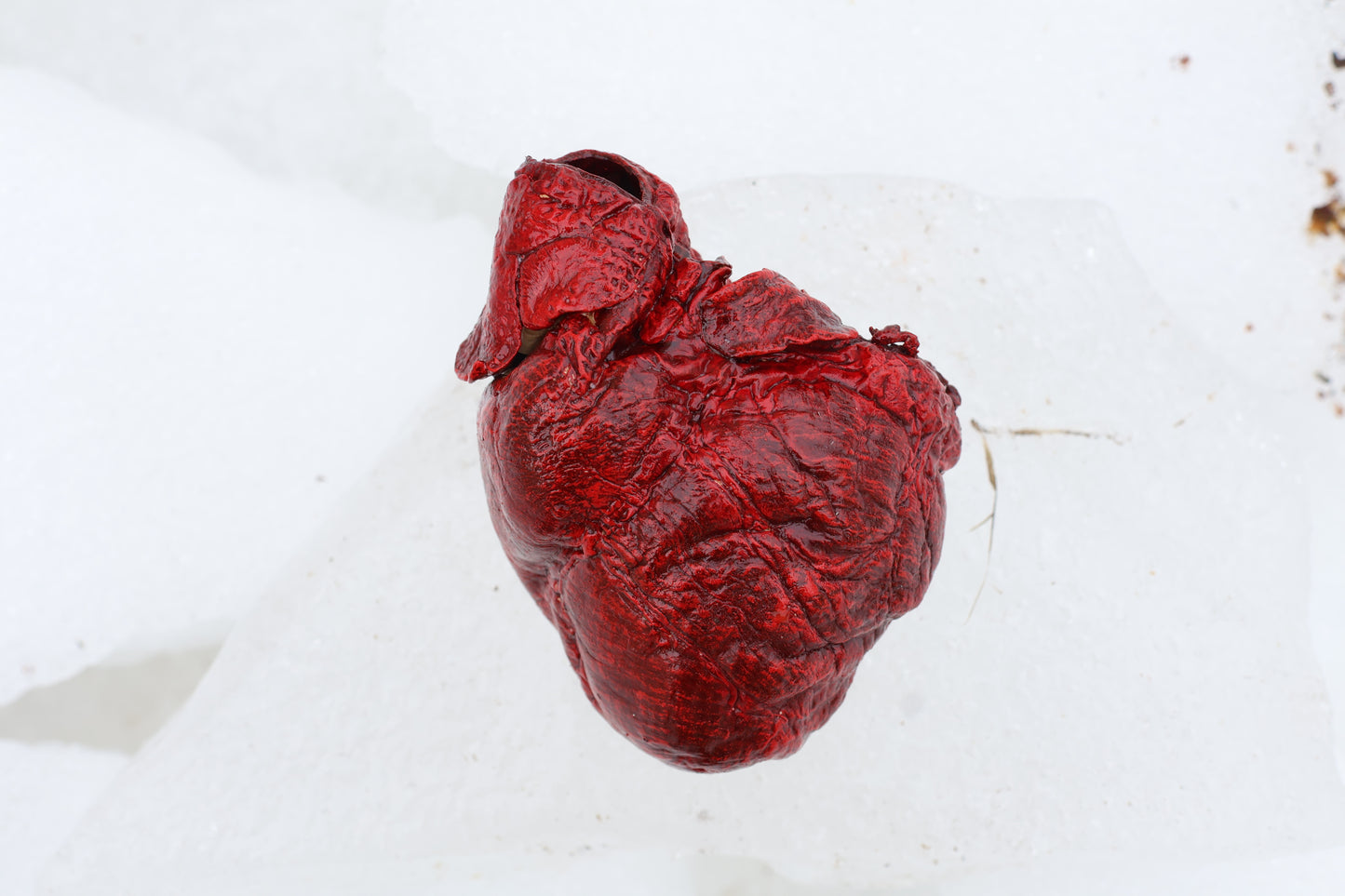 Dry Preserved Wolf Heart