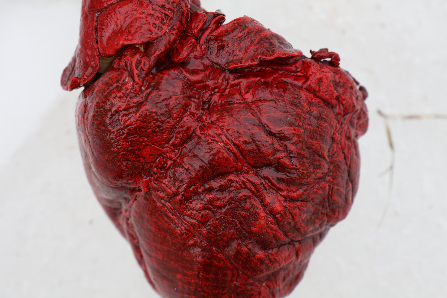 Dry Preserved Wolf Heart