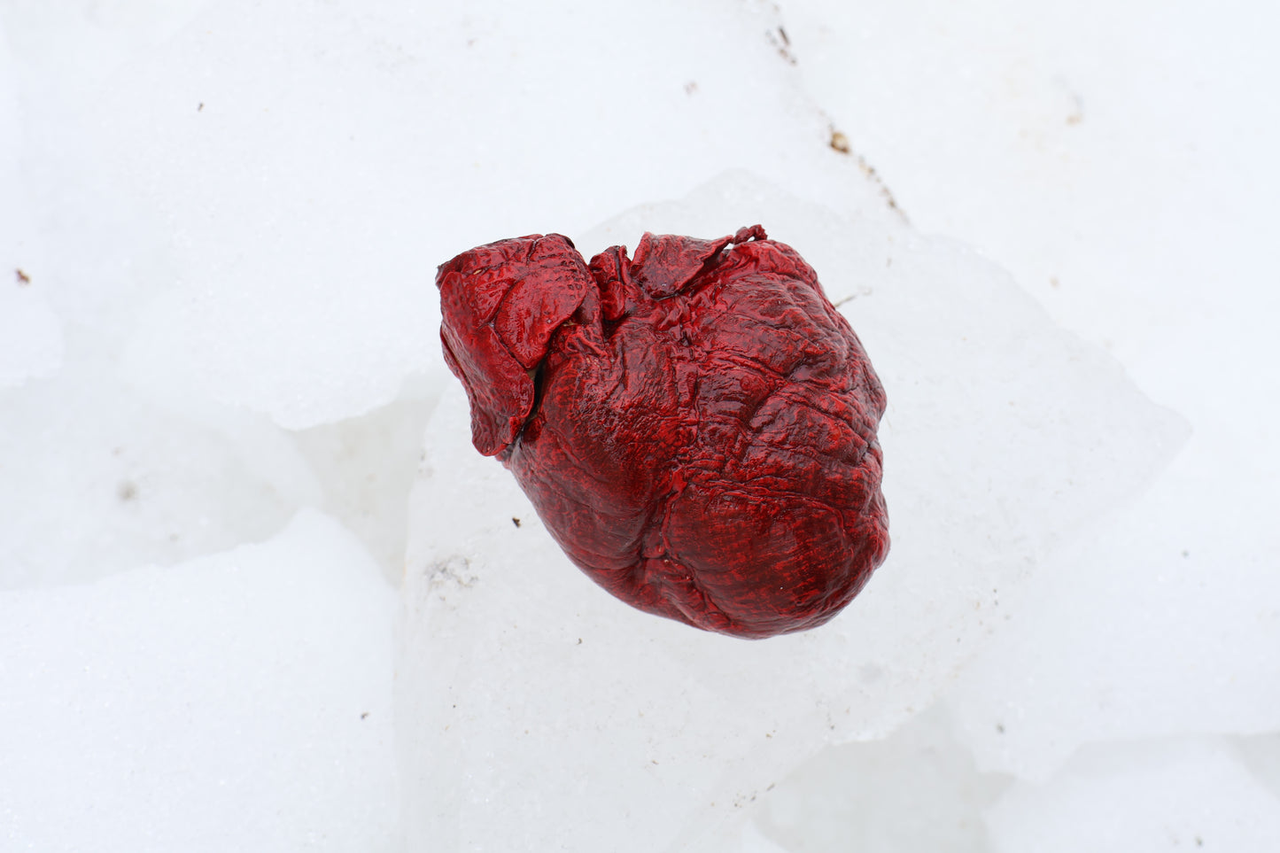 Dry Preserved Wolf Heart