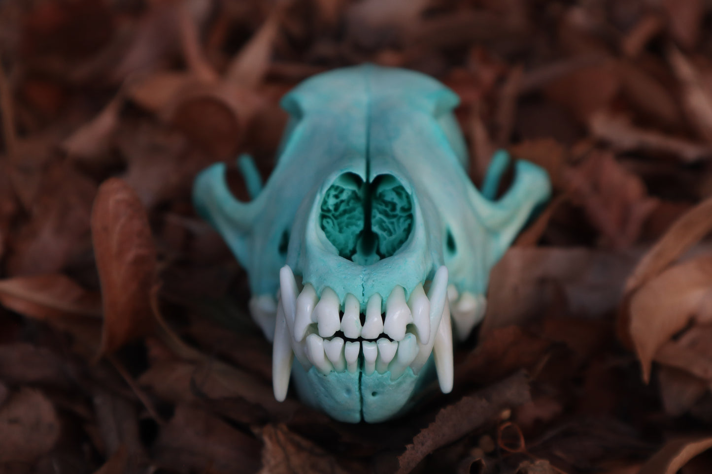 Blue Copper Coyote Skull