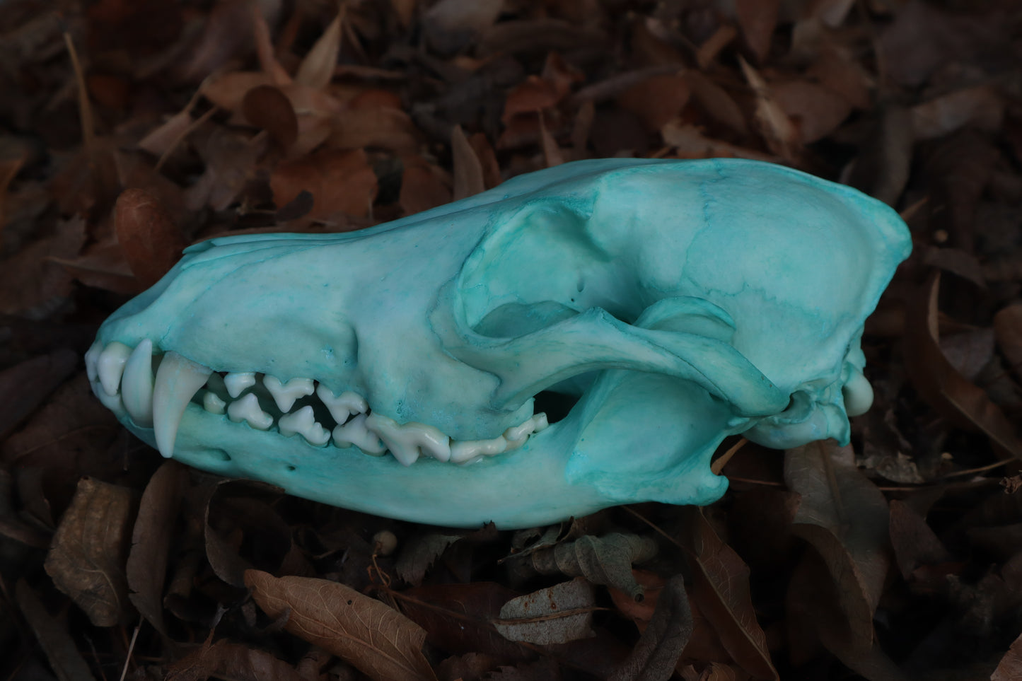 Blue Copper Coyote Skull