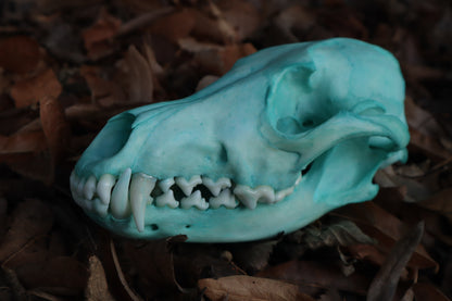 Blue Copper Coyote Skull