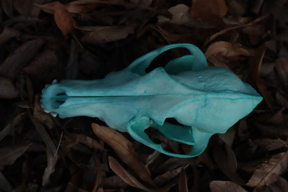 Blue Copper Coyote Skull