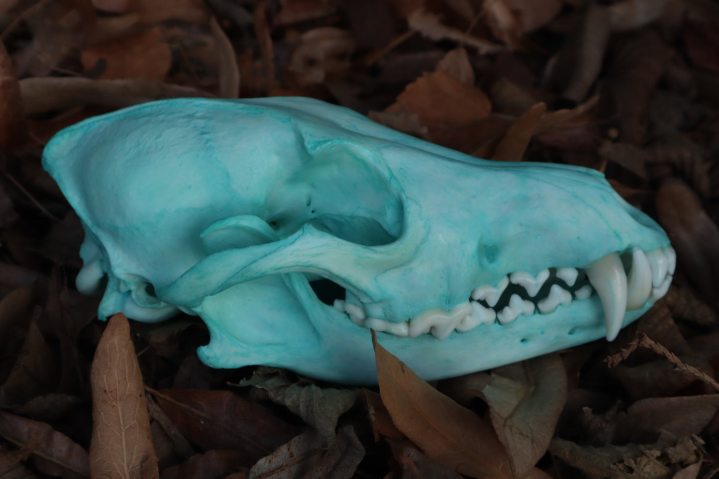 Blue Copper Coyote Skull